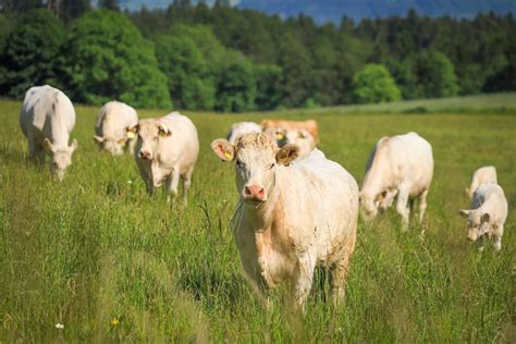 Beef farming that keeps cattle on lifelong grass diets may have higher ...