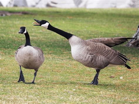 Canada Geese – Big Honkin' Birds - - The Adirondack Almanack