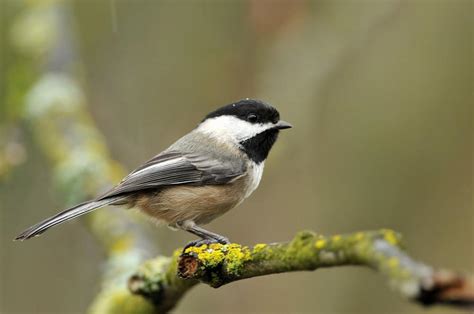 Black-capped Chickadee "Poecile atricapillus" | Boreal Songbird Initiative