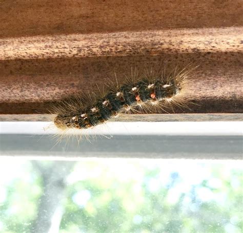 How to stop the infernal itching caused by brown tail moth caterpillar ...