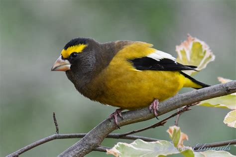 Male Evening Grosbeak | Saugeen Times