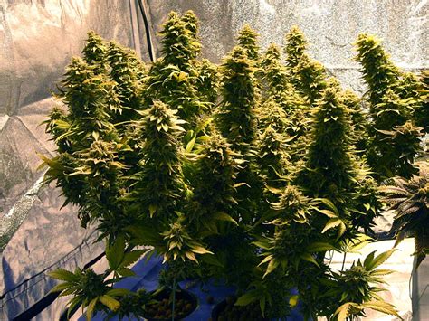 Best Marijuana Strains for Beginner Growers | Grow Weed Easy