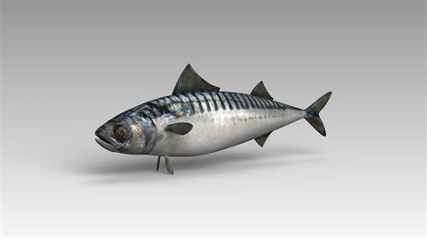 3dsmax scombridae fish