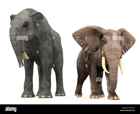 Dinosaur Size Comparison Elephant