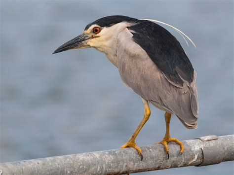 Black-crowned Night-Heron | Celebrate Urban Birds