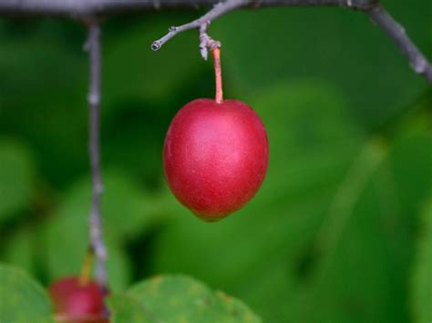 Wild Plum Tree Care: Do Wild Plum Trees Produce Fruit You Can Eat