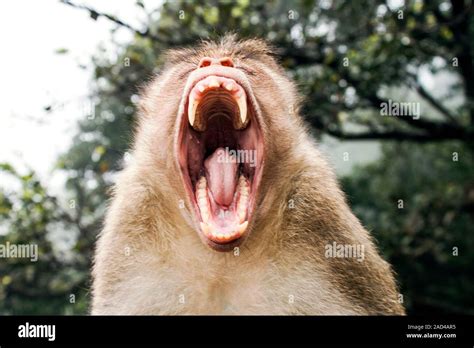 Bonnet macaque (Macaca radiata) yawning. Male bonnet macaque yawning ...