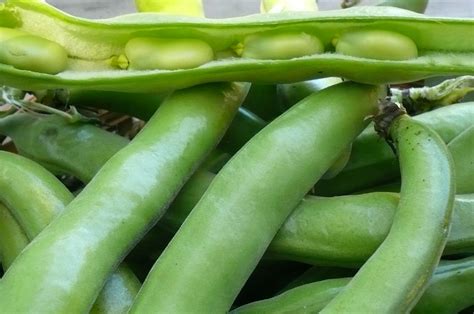 Fava Beans | Recipes from Nash's Organic Produce