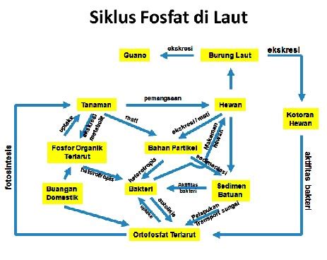 mengenal siklus fosfor - Bisakimia