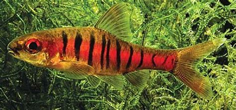 Breeding the Angolan Barb | Tropical Fish Hobbyist Magazine