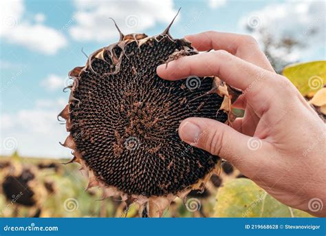 Farmer Examining Ripe Sunflower Head Stock Photo - Image of ripe ...