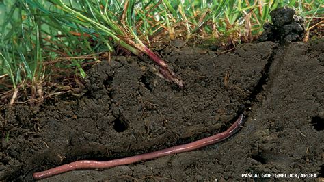 Earthworms - NWF | Ranger Rick