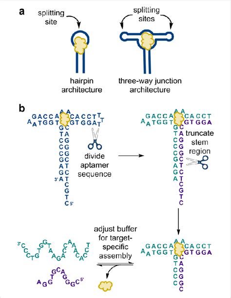 (a) In contrast to the more typical hairpin aptamer structure, we ...