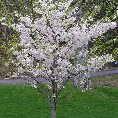 OnlinePlantCenter 5 gal. 5 ft. Yoshino Cherry Tree Earth Day Activities ...