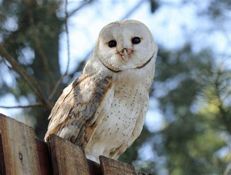 Barn Owl | Amazing Animal Basic Facts & Pictures | Animals Lover