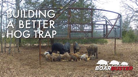 Introducing BoarBuster: A Better Hog Trapping System | Feral Hog Trap ...