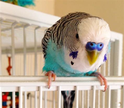 Budgie | Budgies, Parrot, Bird