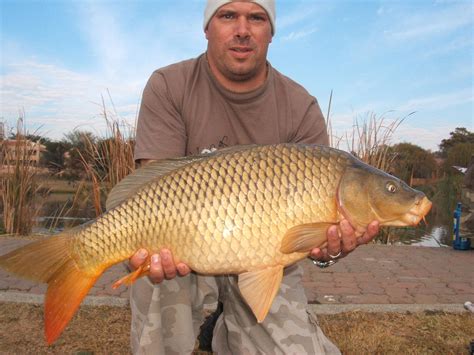 Conventional Carp Angling Tips And Information... Catching Carp The ...