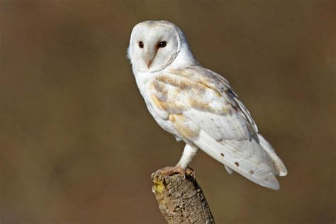 Barn owl delight - Moorland Association