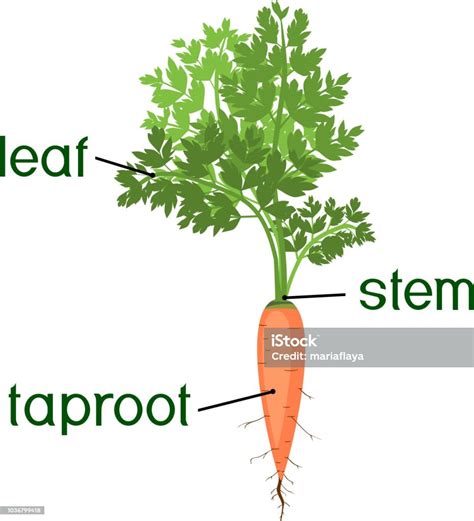 Bagian Dari Tanaman Morfologi Tanaman Wortel Dengan Daun Hijau Batang ...
