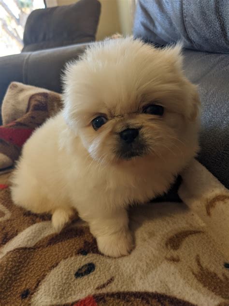 Pekingese Puppies For Sale | Kingman, AZ #467123 | Petzlover