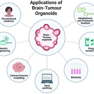 Applications of Brain-Tumour Organoids. Recent advances in cell culture ...