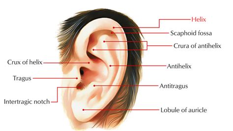 Helix of the Ear – Earth's Lab