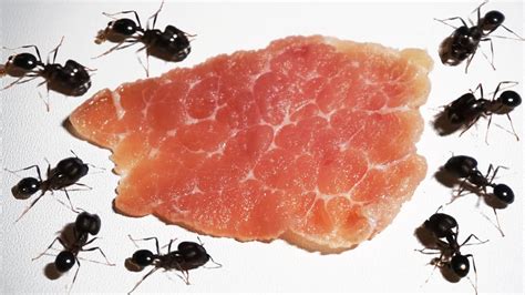 Ants Vs Meat Timelapse - Ants Eating Timelapse - YouTube