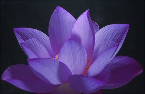 Purple Lotus Flower - Flower HD Wallpapers, Images, PIctures, Tattoos ...