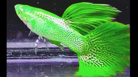 10 Most Exotic Colorful Guppy Types 🏅🔥| Beautiful Guppy everyday| Fish ...