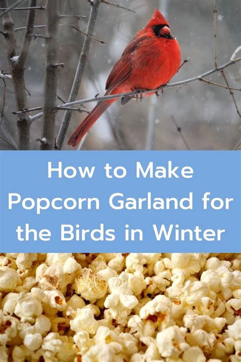 Christmas for Birds - How to Make Popcorn Garland for Birds in 2024 ...