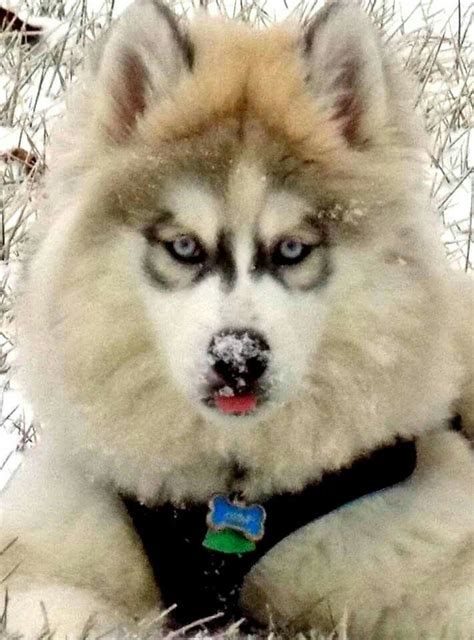 Wooly coat husky pup from Clark's Siberian Huskies | Puppies and ...