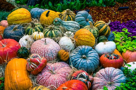 A Guide to Pumpkin Types | Geranium Blog