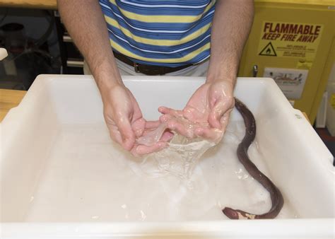 DVIDS - Images - Hagfish Slime [Image 8 of 11]