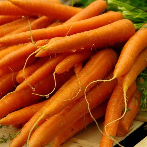 Danvers 126 Carrot | Heirloom Vegetable | Florida Garden Seeds