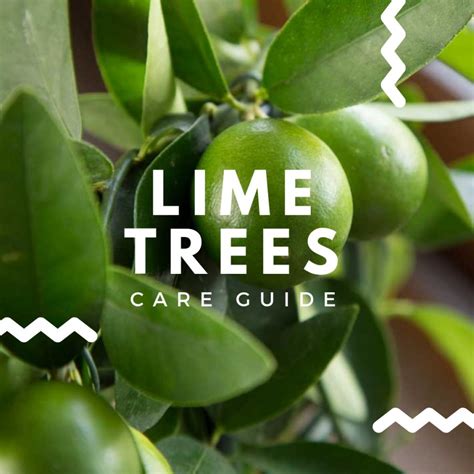 Lime Tree Care Guide | How to Care for a Lime Tree | Tree2mydoor UK