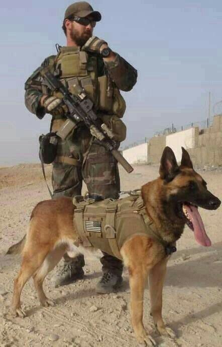 Belgian Malinois Dog Navy Seal