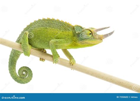 Jackson s Chameleon Stock Photography - Image: 7250602