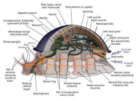 Describe the Morphology and Anatomy of Mollusks.