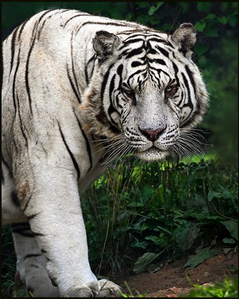 White Bengal Tiger - Creation Kingdom Zoo