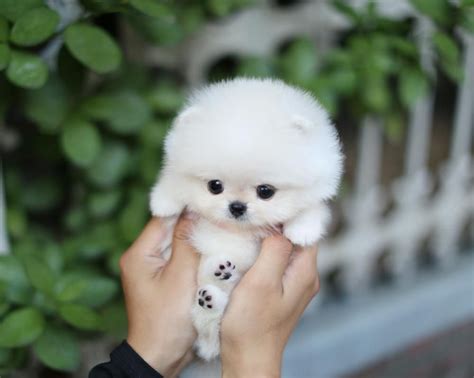 Teacup Dog to be Handled With Care | Cute small dogs, Teacup puppies ...