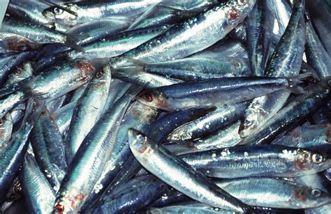 European Pilchard (Sardina pilchardus) Facts - SeaFish