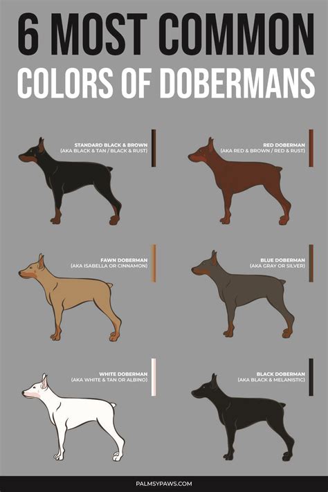 Doberman Puppy Red, Perro Doberman Pinscher, Brown Doberman, Doberman ...