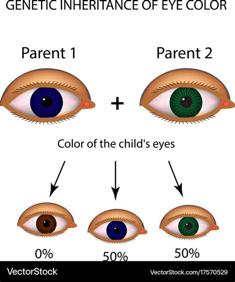 Genetic inheritance eye color brown blue green Vector Image