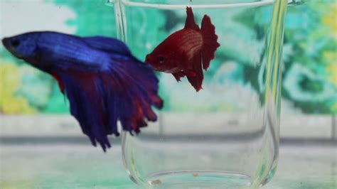 Betta fish breeding - YouTube