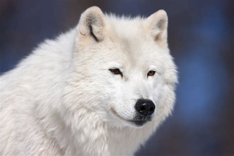 Arctic Wolf Closeup Fine Art Wildlife Photo Print | Photos by Joseph C ...