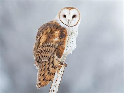 6 Owl Species That Live In North Carolina (with pictures) - Animal Hype