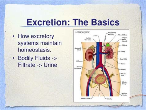 PPT - Osmoregulation and Excretion PowerPoint Presentation - ID:1440313