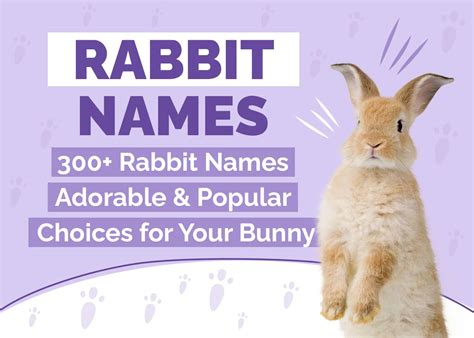 300 Rabbit Names: Adorable & Popular Choices for Your Bunny | Hepper