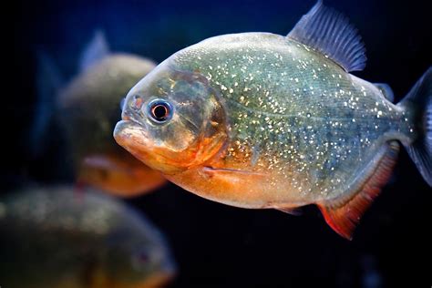 Piranha Facts - Animals of South America - WorldAtlas.com